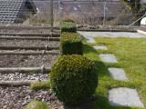 Der Buxus ist giftig. Seit ca. 3 Jahren sorgt der Buchsbaumzünsler, überwintert als Larve, für Unruhe. Im Frühling, bei milder Temperatur nehmen die Raupen ihre Fressaktivität auf. &#39;Delfin&#39; ist ein gutes Gegenmittel, es muss per Frass aufgenommen werden. 